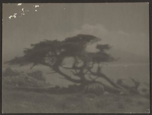 [Paysage avec cyprès] - Louis Fleckenstein