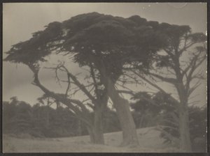 [Paysage avec cyprès]