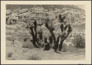 [Paysage avec arbres de Josué]