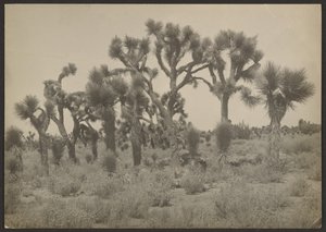 [Paysage avec arbres de Josué]