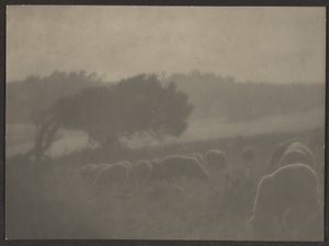 [Paysage avec moutons]