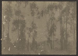 [Paysage avec grands arbres] - Louis Fleckenstein