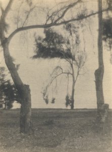 [Paysage avec arbres]