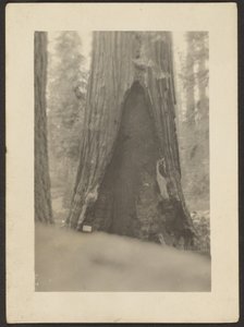 [Arbre massif] - Louis Fleckenstein