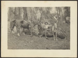 [Hommes et chevaux de bât en train de défricher une forêt]. - Louis Fleckenstein