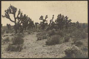 Désert de Mojave