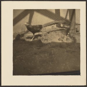 [Faisan en cage] - Louis Fleckenstein