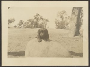 [Chiot sur le rocher] - Louis Fleckenstein