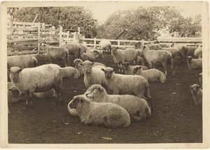 [Mouton dans l