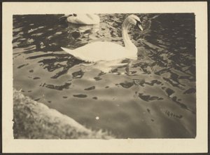 [Swan] - Louis Fleckenstein