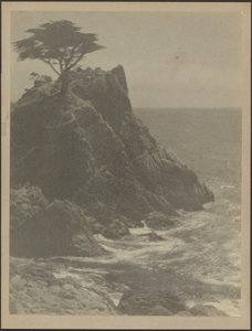 [Arbre sur la côte rocheuse] - Louis Fleckenstein