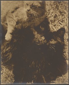 [Deux chats]