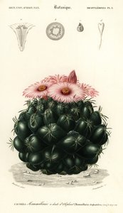 Cactus ruche, Coryphantha elephantidens, 1849 (gravure)