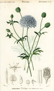 Fleur de dentelle bleue, Trachymene coerulea - Louis Joseph Edouard Maubert