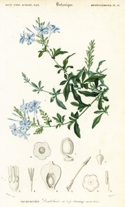 Plumbago du Cap, Plumbago auriculata (gravure) - Louis Joseph Edouard Maubert
