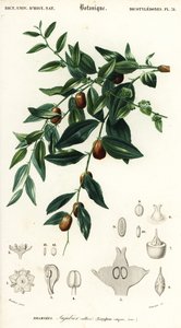 Jujube chinois, Ziziphus jujuba, 1849 (gravure)