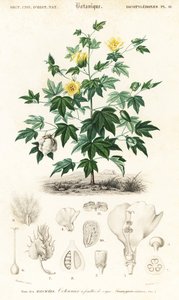Plante de coton, Gossypium barbadense (gravure) - Louis Joseph Edouard Maubert