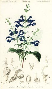 Sauge gentiane ou sauge étalée, Salvia patens (gravure)