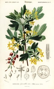 Groseille dorée, Ribes aureum, 1849 (gravure)