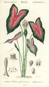 Cœur de Jésus, Caladium bicolor, 1849 (gravure)