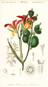 Canna indica (gravure)
