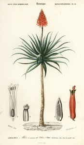 Aloès Krantz, Aloe arborescens (gravure)