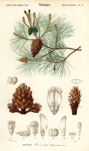 Pin maritime ou pin parasol, Pinus pinaster (gravure)