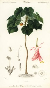 Dombeya wallichii (gravure)