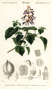 Arbre princesse, arbre impératrice ou arbre à gants, Paulownia tomentos