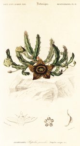 Fleur étoilée, Orbea variegata (gravure)
