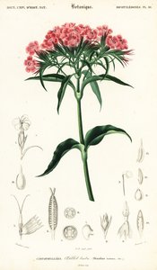 Œillet de poète, Dianthus barbatus (gravure)