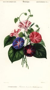 Variétés de gloire du matin, Pharbitis hispida (gravure)