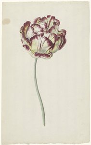 Tulipe