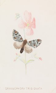 Grammophora Trisignata, 1862 - Louis Prang