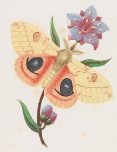Papillon de soufre, 1862