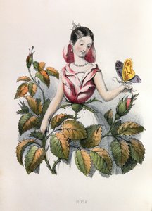 Allégories, la rose