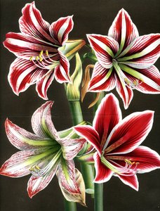AMARYLLIS HIPPEASTRA (gravure) - Louis Van Houtte