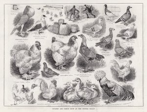 Exposition de volailles et de pigeons au Crystal Palace - Louis Wain
