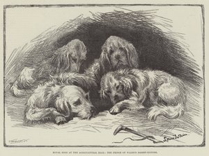 Chiens royaux au Hall agricole, les bassets du prince de Galles
