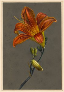 Hemorocallus (Lys du jour)