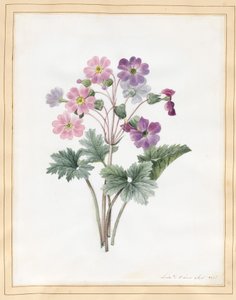 Auricule Hybride
