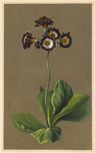 Auricule Hybride, 1830