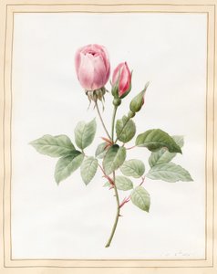 Rose rose et bourgeons, 1826