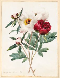 Pivoines herbacées rouges et blanches, 1829