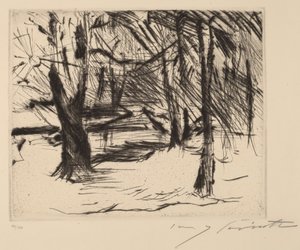 Arbres au soleil