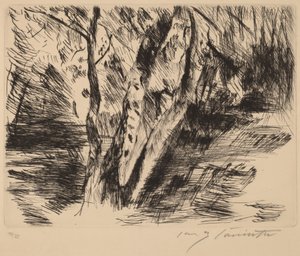 Bouleaux dans le Tiergarten