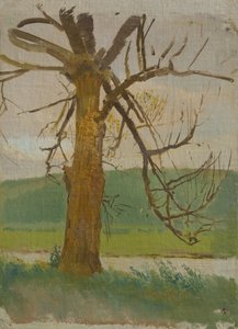 Arbre près de la rivière