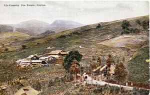 Plantation de thé en montagne, Ceylan, vers 1900-20 (photographie colorisée à la main)