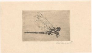 Libellule