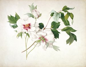 Pivoine arbustive japonaise (Paeonia suffructicosa), 1815